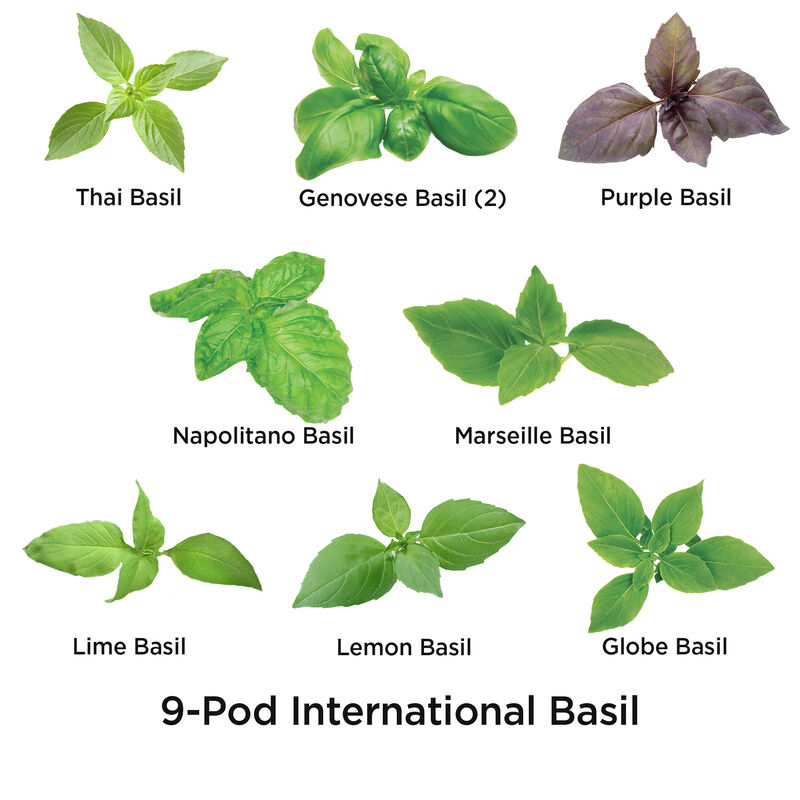 International Basil Seed Pod Kit image number null